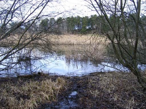 RÅCKSTA TRÄSK, GRIMSTASKOGENS NR Id: 107 X: 6583075 Y: 1617890 Inga groddjur påträffades Sjö Fiskpredation. Inga åtgärder anses nödvändiga. En anlagd groddamm finns ett hundratal meter från lokalen.