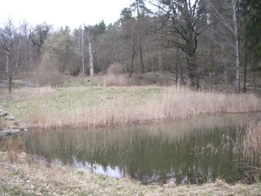 Säkerställ att dammen håller vatten under hela sommaren, alternativt: anlägg ett par dammar i skogspartiet intill lokalen, med koppling till Solfångardammens utlopp.