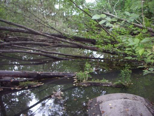 Bottnen består av dy som till största delen är täckt av döda löv och grenar från träden som växer i vattnet. I viken finns fisk och häger, som äter groddjur.