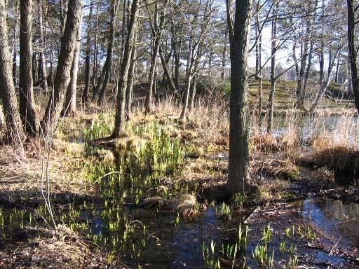 Trafik i närområdet påverkar de vandrande groddjuren. Inga åtgärder i strandzonen anses nödvändiga. Långsjöns norra strand. Strandzon öster om bryggan vid Långsjövägen inventerades.