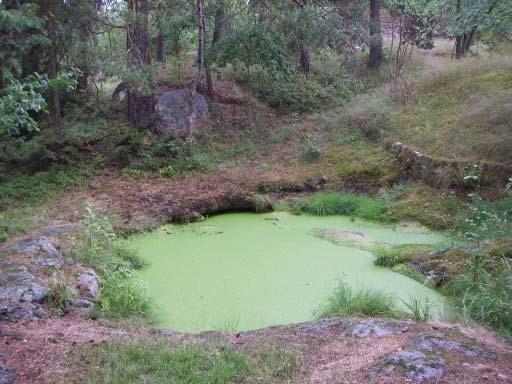 Hela vattenytan var i juni täckt av andmat som gjorde det svårt att se ned i vattnet. I närområdet finns bergshällar och ohävdad gräsmark, blandskog och villatomter som maskinklipps och odlas.