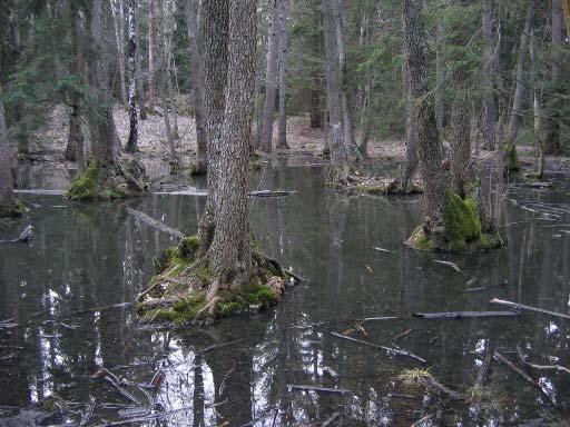 Eventuellt är det lämpligt att gräva ett par djupare dammar som kan förbättra reproduktionsframgången för groddjuren i området. Alkärr i västra Älvsjöskogen.