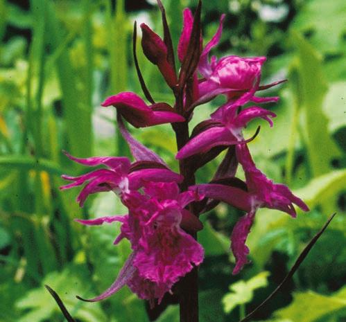 SLÄKTSKAP INOM DACTYLORHIZA A C B D Figur 3. Några arter av Dactylorhiza från Mindre Asien. A) Dactylorhiza euxina är en diploid art som växer i nordöstra Turkiets bergstrakter och i Kaukasus.