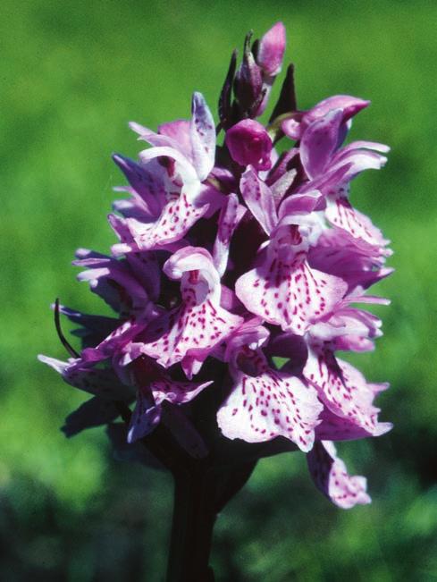 HEDRÉN Figur 6. Lokal form av Dactylorhiza majalis s.lat. från Viklau socken på Gotland. Denna form liknar närmast den Västeuropeiska D. majalis ssp.