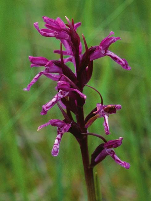 SLÄKTSKAP INOM DACTYLORHIZA Figur 7. Lokal form av Dactylo rhiza majalis s.lat. från trakten av Knup bodarna i Skog socken i syd östra Hälsingland.