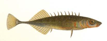 (Platichthys