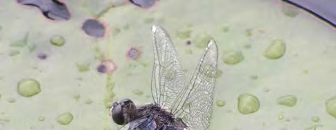 I 2008 och 2009 års rapporter meddelades om nya lokaler i Östergötland för mindre smaragdflickslända Lestes virens.