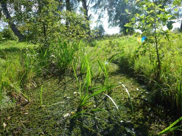 Vid provtagningen noterades att bottnen på vattendragssträckan mellan lokalen och Ivösjön (figur 11) var svartfärgad och luktade svavelväte, vilket bör tyda på syrebrist.