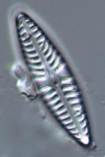 När artgruppen Achnanthidium minutissimum förekommer i kiselalgssamhället beräknas medelbredden genom att 10-20 individer mäts.