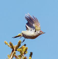 Den livliga hackspettvandringen märktes bland annat i form av gråspettar i oktober. Foto: Christer Hangelin.