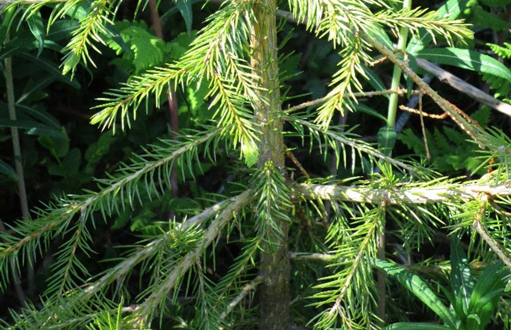 Övriga skador Skador på plantskog orsakade av skoterkörning har uppmärksammats och verkar bli