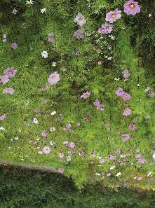 32 Olssons pasteller med kontraster Olssons blomsteråker Landscaping Ettåriga färdiga blomsterblandningar Ettåriga sommarblommar som direktsås är ett enkelt och billigt sätt att skapa blomsterprakt.