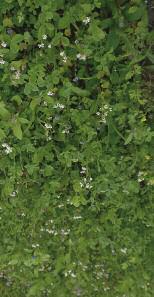 Tidpunkt Sås i april-maj, eller när temperaturen är 17 18 C på dagen och 7 8 C på natten. Gäller även Miel och Olssons biåkerblandning. Olssons blomsteråkerblandning kan sås tidigare.