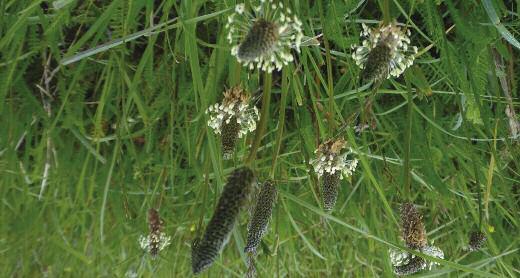 6 Art Svartkämpar Plantago lanceolata Ört 10 kg/ha, TKV 1,2 2 g Timotej Phleum pratense Gräs 12 kg/ha, TKV 0,4 0,5 g Vitklöver Trifolium repens Baljväxt 5 kg/ha, TKV 0,6 0,8 g Ängssvingel Festuca