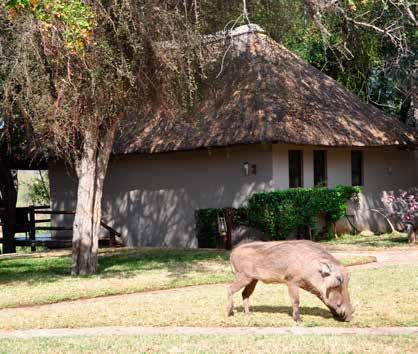NYATI safari on foot 10 dagars lyxsafarivistelse med alla måltider,