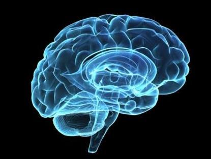 Hur formas vår hjärna