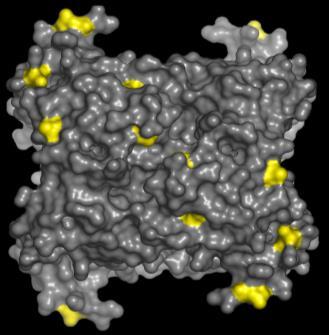 Från R&D och CE-märkning till partnerskap Biotinylated Anti-TK1