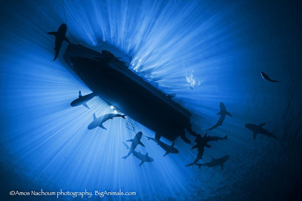 SCUBA TRAVEL-AMBASSADÖR ANDERS SALESJÖ UPPLEV JARDINAS DE LA REINA 2020 Kuba som resmål är rätt unikt och nästan alla brukar säga Jag måste dit nu innan förändringarna kommer! Nu har du chansen!