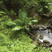 TILLÄGGSFAKTORER GRÖNSKA/BIODIVERSITET För grönskan innebär tilläggsfaktorerna att man eftersträvar gårdsmiljöer som knyter an till omgivande landskap och biologisk mångfald.