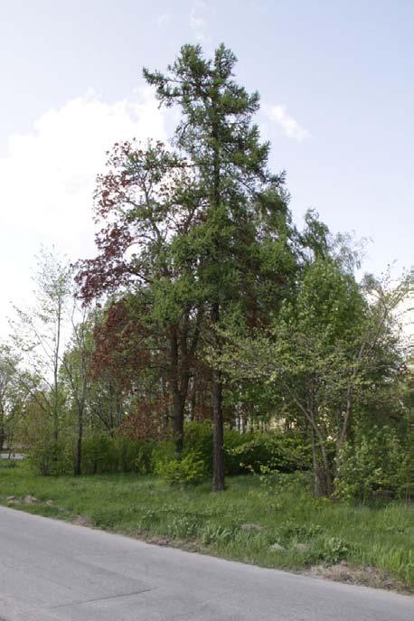 4 SÄVERSTA 4:19 har en uppvuxen och vildvuxen trädgårdstomt där boningshuset är rivet och området består varierande trädslag och vegetation det finns bl.a. lärkträd, syrener, äppelträd och olika variationer på lövträd.