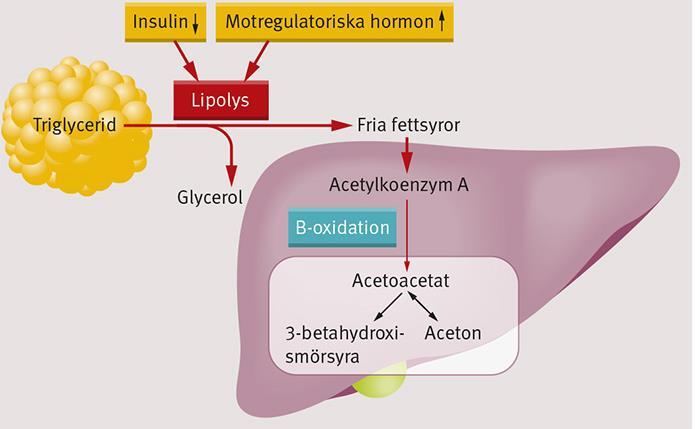 Ketogenes