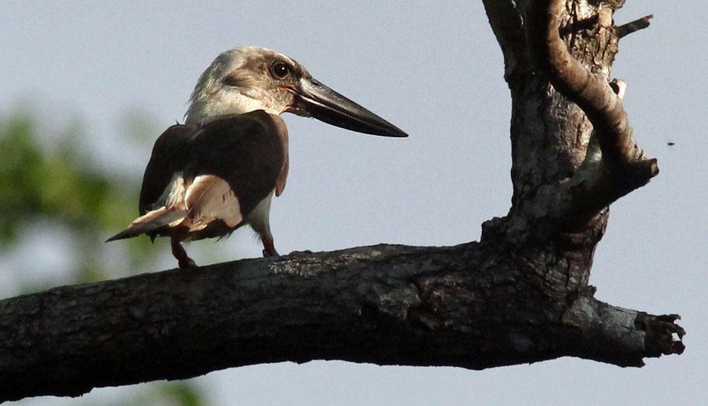 Great-billed Kingfisher. En av resans femton kungsfiskararter. Tangkoko. Foto: Ulf Hassel Artlista fåglar 1 Wandering Whistling Duck Dendrocygna arcuata arcuata (Vandringsvisseland) 4 längs vägen 8.