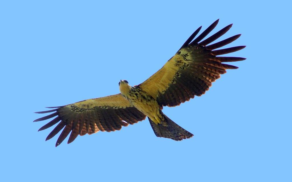 31 Sulawesi Hawk-Eagle Nisaetus lanceolatus (Sulawesihökörn) 2 hörda Lore Lindu NP 1.8, 1 hörd Lore Lindu NP 2.8, 2 Lore Lindu NP 3.8 och 2 Wuasa Valley 3.