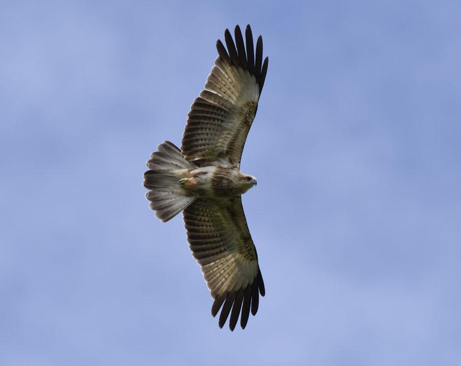 8 33 Black Eagle Ictinaetus malaiensis malaiensis (Svartörn) 1 ungfågel Lore Lindu NP 1.8, 1 adult Tangkoko NP 5.8 och 1 Tomohon 14.