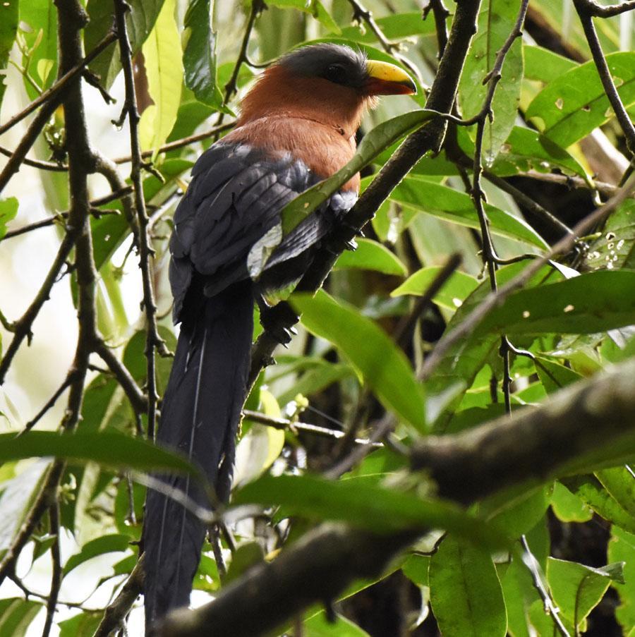 85 Spectacled Imperial Pigeon Ducula perspicillata (Glasögonkejsarduva) Endemisk 1 längs vägen 8.8, 3 hörda Weda 9.8, 2 hörda Weda 10.8 och 5 Bukit Limbers 11.