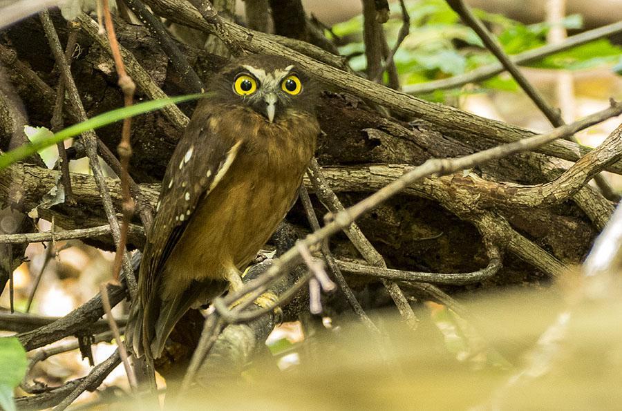 105 Ochre-bellied Boobook Ninox ochracea (Ockraspökuggla) Endemisk 1 hörd Tangkoko NP 5.8 och 1 Tangkoko NP 6.8 Ochre-bellied Boobook. Tangkoko NP. Foto: Patric Österblad 106 Cinnabar Boobook Ninox ios (Cinnoberspökuggla) Endemisk 1 Lore Lindu NP 2.