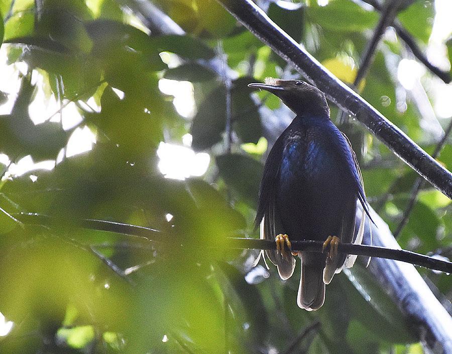 225 Piping Crow Corvus typicus (Sulawesikråka) Endemisk 3 Karaenta Forest 31.7, 10 Lore Lindu NP 1.8, 10 Lore Lindu NP 2.8 och 5 Lore Lindu NP 3.