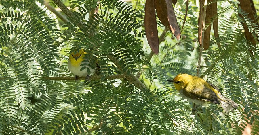 262 Yellow-ringed White-eye Zosterops wallacei (Orangepannad glasögonfågel) Endemisk 1 hörd Labuan Bajo 15.8, 5 hörda Ponco Denki 17.8, 10 Pagal 19.8, 6 Potawangka Road 20.8 och 2 hörda Puarlolo 20.