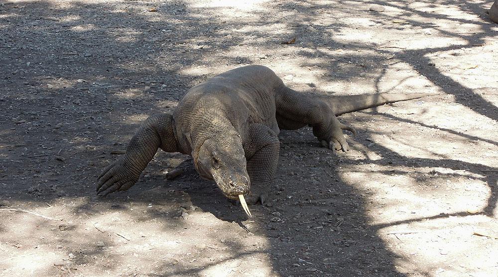 Komodo Dragon. Komodo Island. Foto: Göran Pettersson Reptiler 1 Common Gliding Lizard Draco sumatranus 2 Tangkoko NP 6.8 2 Boschma s Gliding Lizard Draco boschmai Endemisk 2 Karaenta Forest 31.