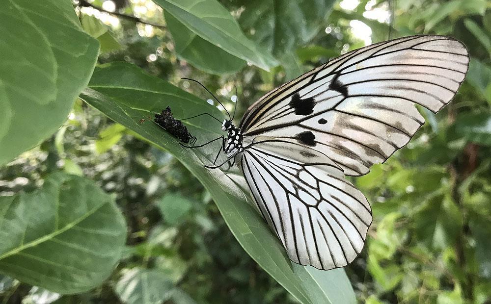 Idea Blanchardii. Tangkoko NP. Foto: Göran Pettersson Fjärilar 1. Ideopsis vitrea 2. Idea Blanchardii 3. Athyma libnates 4. Castalius rosimon 5. Catochrysops strabo 6. Catochrysops strabo 7.