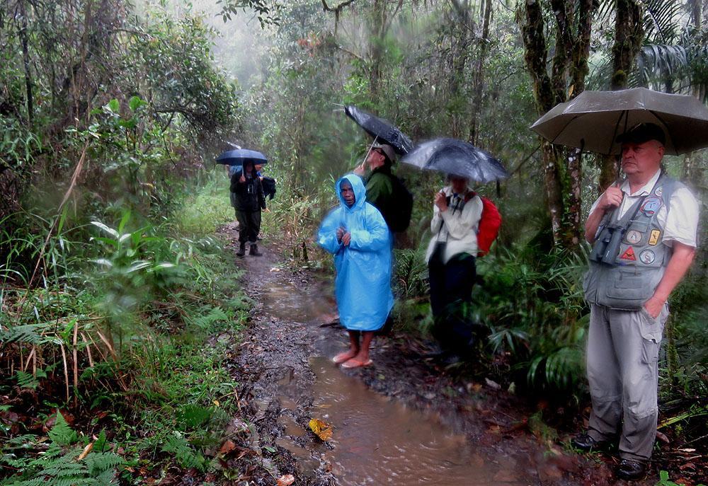 Ett massivt regn gjorde tillvaron sur för oss under vår vandring i Lore Lindu NP. Foto: Ulf Hassel kvalitet gick före kvantitet.