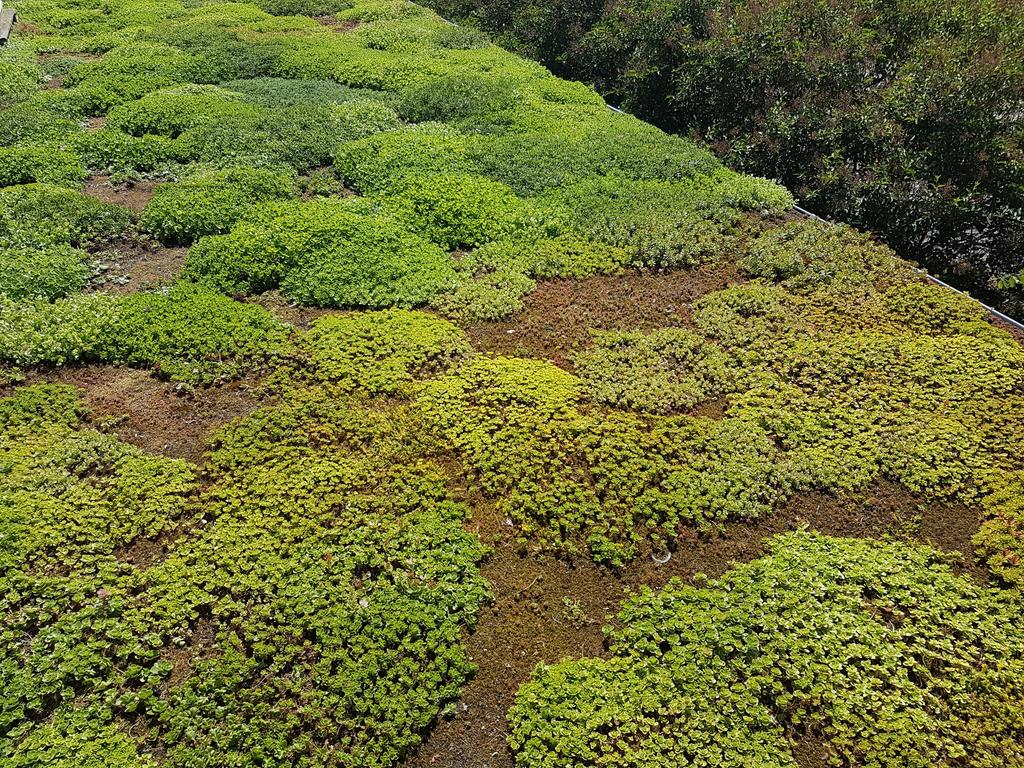 Hållbara gödningsmedel för sedumtak Scandinavian Green Roof