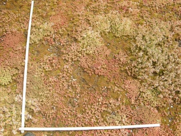 6 I september gjordes återbesök för att följa upp besöket ca 4 månader efter att gödslingen utförts. De standardiserade detaljfotona togs återigen för respektive cell.