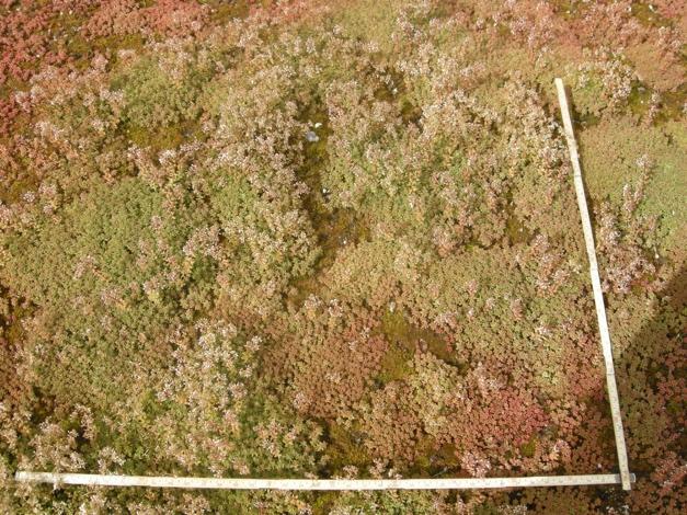 Analysmetoden bestod i en okulär bedömning av varje detaljfoto där var och ett tillskrevs det steg på klassificeringsskalan 0-3 (se tabell 1), och som låg närmast beskrivning av vegetationsskiktets