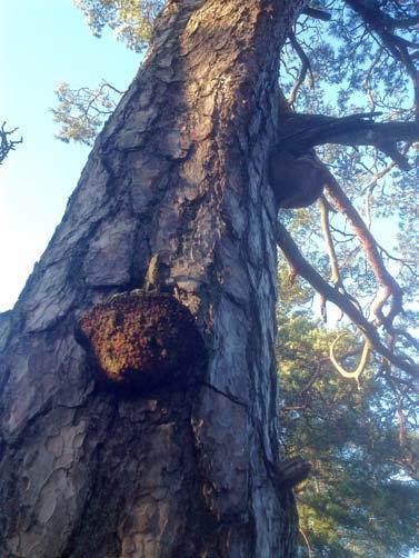 Svampens fruktkropp kan bli mycket gammal och uppträder på tallar först när träden uppnått en ålder på 100-150 år eller äldre.