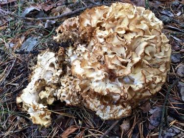 Svampen indikerar skyddsvärd skog med höga naturvärden som utgör livsmiljö för många andra rödlistade arter, t.ex. insekter.