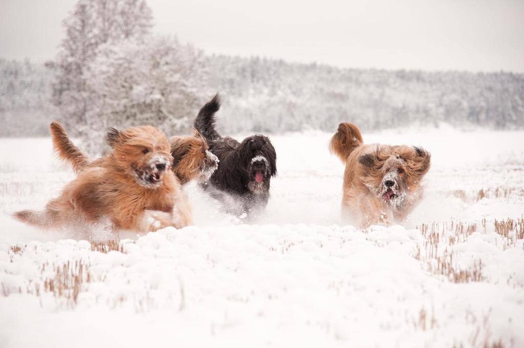 SE12420/2013, Eau de Luxx Mizz Exxpensive, tik, fawn Feminin Glad och trevlig med utmärkt huvud och uttryck med goda proportioner Ingen Dolly Parton Tillräckliga vinklar Utmärkt lågt ansatta sporrar