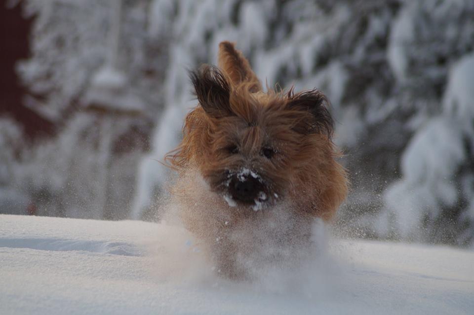 Fido s Yizza Yazza Mandelm Asha, tik, svart VETKL: Excellent, VETKK: 1, CK, BTKL: 2