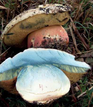 Fig. 2. Djävulssopp (Rubroboletus satanas). Öland, Långlöt, Kvistorp, 2012-09-27.