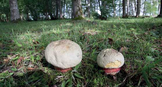 Fig. 4. Djävulssopp (Rubroboletus satanas). Växtplats i Avena lindaräng på Gotland, 2015-08-17. Foto Michael Krikorev. Fig. 5.