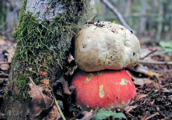 En ung fruktkropp lutar sig mot en hasselstam (Corylus avellana).