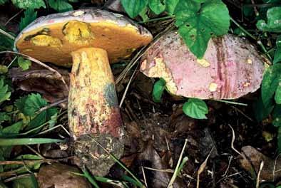 Fig. 6. Djävulssopp (Rubroboletus satanas). Utbredning i landet. Artportalen 2016.