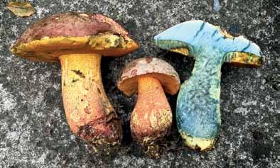 Fig. 8. Falsk djävulssopp (Rubroboletus legaliae). Öland, Borgholm, Borgehage, 2016-09-07. Foto Tommy Knutsson. staka gamla solitära ekar längs vägkanter och parkliknande ytor i tätortsbebyggelse.