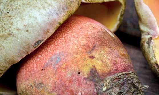 Fig 9. Falsk djävulssopp (Rubroboletus legaliae). Uppland, Lovön, Drottningholms slottspark, 2014-08-27.