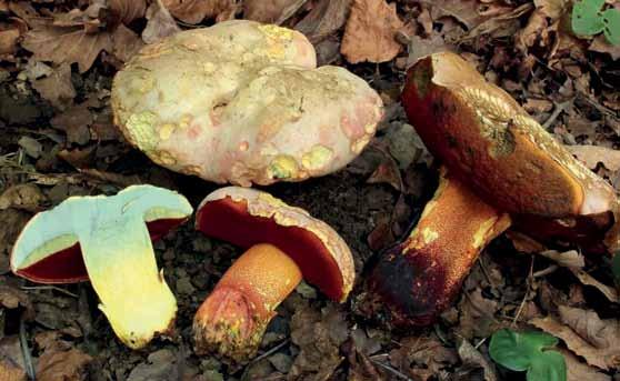 Fig. 11. Falsk djävulssopp (Rubroboletus legaliae). Utbredning i landet. Artportalen 2016. djävulssopp är just falskt, och istället utgörs av rosensopp.