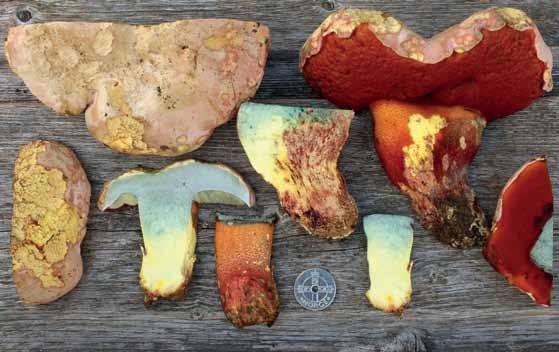 Fig. 13. Rosensopp (Rubroboletus rhodoxanthus). Norge, Telemark, Porsgrunn, Blekebakken NR, Porsgrunn, 2014-09-16, leg. T. E. Brandrud & Bálint Dima. Foto Bálint Dima.